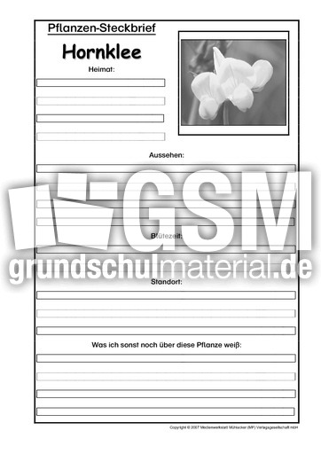 Pflanzensteckbrief-Hornklee-SW.pdf